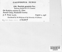 Puccinia graminis image